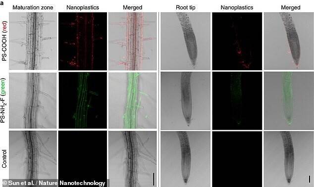 나노플라스틱이 섞인 토양에서 7주간 자란 애기장대 뿌리에 흡수된 나노플라스틱(빨간색과 녹색). 나노 테크놀로지 제공