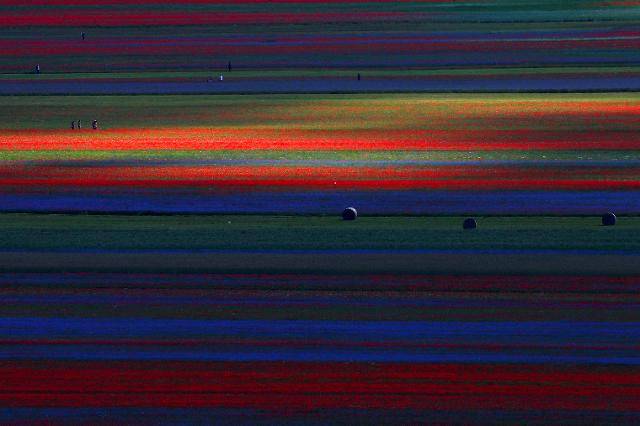 6일 중부 움브리아주 소도시 카스텔루치오의 광활한 대지가 꽃물결을 이루고 있다. 카스텔루치오=로이터 연합뉴스