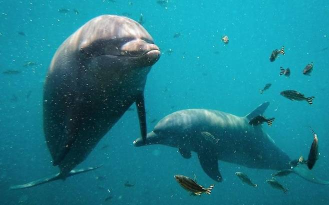 발리의 보호구역에서 자유롭게 헤엄치는 돌고래들 [돌핀 프로젝트 홈페이지·재판매 및 DB 금지]