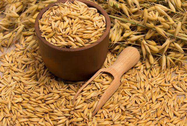 귀리의 알곡은 길고 뾰족하다. 게티이미지뱅크