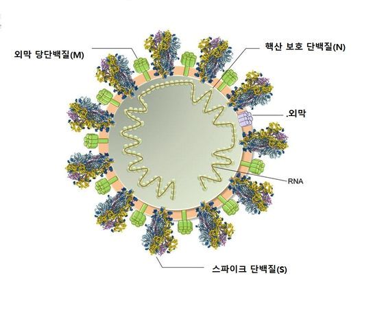 코로나19 바이러스의 구조.