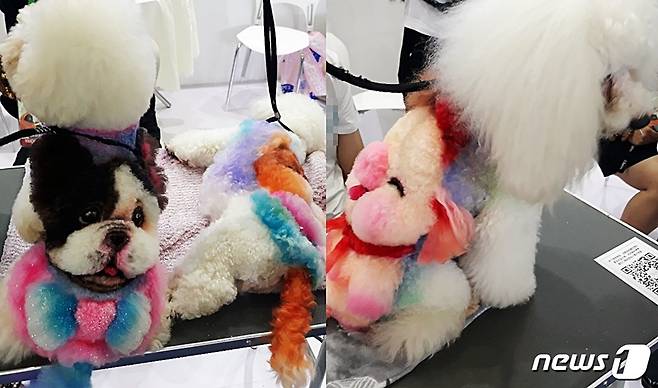 중국 상하이에서 열린 반려동물 박람회에서는 돼지 모양 등으로 염색된 강아지들을 볼 수 있다. © 뉴스1 최서윤 기자
