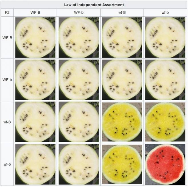 야생 수박의 속은 흰색이다. 야생종과 교배를 통해 얻은 속이 흰 수박(WfWfBB)과 속이 빨간 수박(wfwfbb)을 교배하면 1세대는 모두 속이 흰 수박(WfwfBb)이 나온다. 1세대끼리 교배해 얻은 2세대는 흰색(Wf---)과 노란색(wfwfB-), 빨간색(wfwfbb)이 12:3:1로 나온다. 이는 멘델의 유전 법칙을 따르는 것으로 두 가상 유전자(Wf와 B)가 상위성 효과(epistatic effect)로 상호작용한 결과다. 최근 연구에 따르면 간접적으로 카로티노이드 생합성을 조절하는 TST2와 라이코펜을 베타카로틴으로 바꾸는 LCYB가 바로 이런 관계다. Andreo 제공