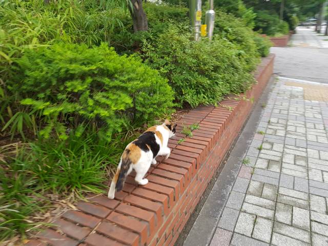 7월 초 서울 도심에서 발견된 길고양이./방진혁 기자