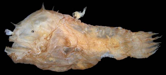 심해 아귀의 다른 종 암컷 등에 왜소형 수컷이 접합해 있다. 시어도어 피치 제공.