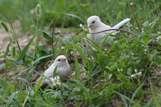 흰 참새 형제는 사이가 좋아 보인다. 줄곧 함께하는 행동을 보인다.