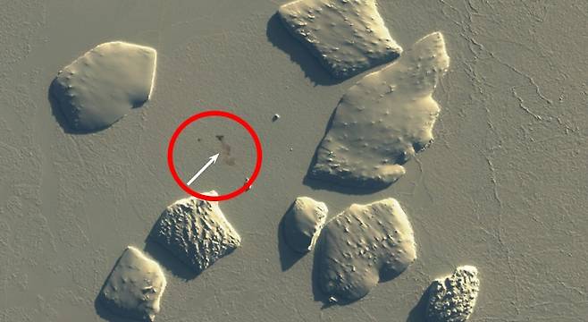 남극에 서식하는 황제펭귄이 남긴 배설물 더미를 통해 새로운 군락이 확인됐다(사진=BAS)