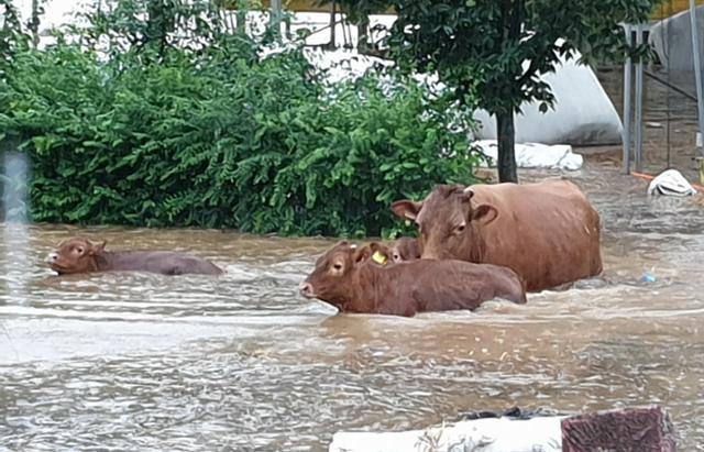 8일 내린 폭우로 전북 남원시 대강면에서 하천이 범람하면서 인근 마을 축사가 침수되자 송아지들이 탈출을 시도하고 있다. 남원에는 이날 하루 300㎜가 넘는 장대비가 내렸다. 남원시 제공