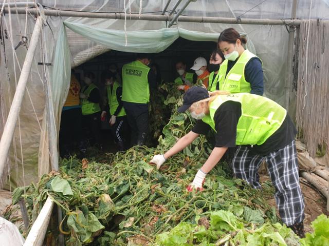 선문대생들이 충남 천안의 한 비닐하우스에서 침수로 폐사한 농작물 잔해를 치우고 있다. 선문대 제공