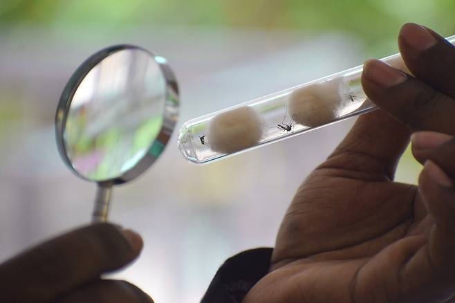 유튜브에서는 모기, 말벌, 거미 등을 가학적으로 괴롭히는 영상이 아무런 제재없이 게시되어 있다. 게티이미지뱅크