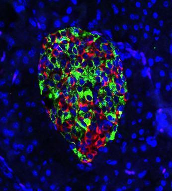 생쥐의 췌장 베타세포 거의 같은 양의 인슐린(녹색)과 글루카곤(적색)을 생성하게 유전자를 조작한 생쥐의 췌장 베타세포 군체.  [미 위스콘신대 제공 / 재판매 및 DB 금지]