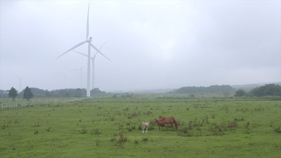지난 4일 제주도 표선면 가시리목장에 위치한 가시리 풍력발전단지의 모습. 이 곳엔 소와 말 450마리가 살고있다. 최연수기자