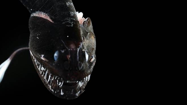 현재까지 알려진 울트라블랙 심해어 16종 중 두 번째로 검은 이디아칸수스 안트로스토무스 (Idacanthus antrostomus)다. 빛 반사율은 약 0.1%로 사진은 얼굴을 확대한 모습. Karen Osborn, Smithsonian National Museum of Natural History 제공