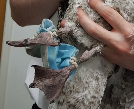 영국 남부 에식스 야생동물병원에서 마스크에 발이 묶인 갈매기가 구조됐다. South Essex Wildlife Hospital