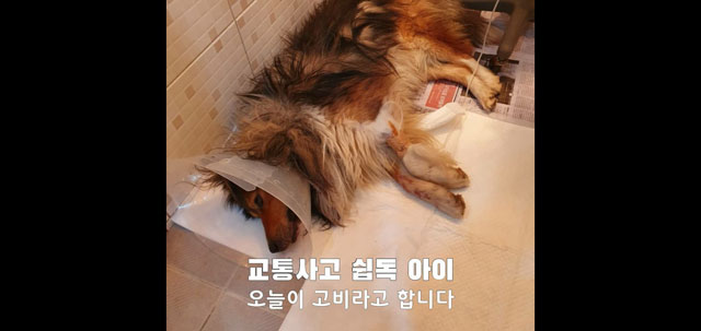 지난 10일, 다친 개가 고비를 맞고 있다는 내용의 SNS 게시글
