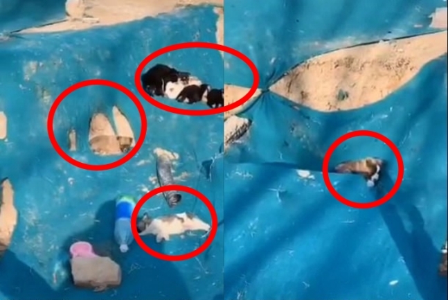 지난 2월 중국 허난성 정저우에 버려진 채 발견된 강아지들