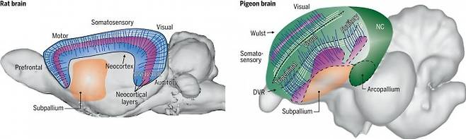왼쪽은 쥐의 뇌, 오른쪽은 비둘기의 뇌 구조다. 포유류의 뇌는 ‘신피질’이라고 불리는 6층의 복잡한 피질을 구성하고 있다. 여기에는 뇌 표면을 기준으로 수직으로 연결된 신경망(아래 그림 왼쪽 파란선)과 수평으로 연결된 신경망(아래 그림 왼쪽 흰선)이 존재해 서로 수직으로 만나는 구조가 존재한다. 새의 뇌는 이런 신피질이 없고 훨씬 단순한 구조를 갖고 있다. 시각과 촉각 등 감각을 담당하는 일부 영역에서 포유류의 신피질과 매우 비슷한 뇌 표면과 수직인 신경망(아래 그림 오른쪽 파란선)과 수평인 신경망(아래 그림 오른쪽 흰선)이 존재한다. 사이언스 논문 캡쳐