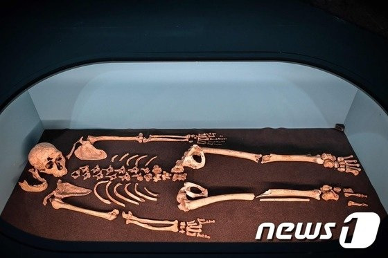 프랑스 한 박물관에 전시된 네안데르탈인 뼈. /사진= AFP, 뉴스1