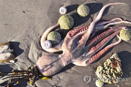 최근 러시아 해변에 나타난 죽은 해양생물의 사체. [타스=연합뉴스]