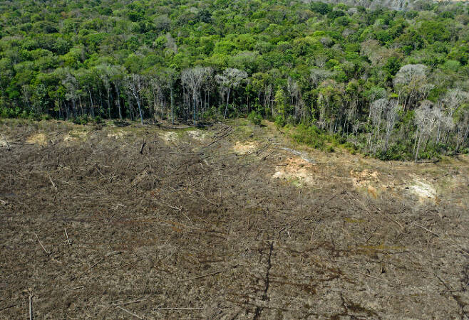 지난 8월 7일 브라질 마토 그로소 주 시노프 인근의 열대 우림이 개간되고 있다. 세계 최대의 육가공업체인 브라질의 JBS는 지난 9월 23일(현지시간) 아마존 열대 지역을 불법적으로 활용하고 있다는 시민단체의 고소 이후 개간지에서 소를 사육하지 않겠다고 발표했다. AFP연합뉴스