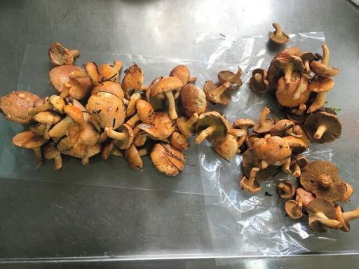 쇼핑앱에서 판매된 버섯. 일본 정부가 정한 기준치를 초과한 것으로 조사 결과 드러났다. 아사히신문