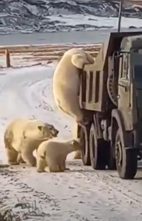 트럭 인근에 몰려든 북극곰 무리의 모습. [현지 SNS 캡처. 재배포 및 DB화 금지]