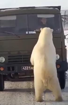 트럭 인근에 선 북극곰의 모습. [현지 SNS 캡처. 재배포 및 DB화 금지]