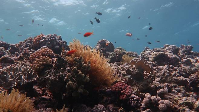 복잡한 산호 구조들이 사라지면 물고기들도 서식지를 잃게 된다.