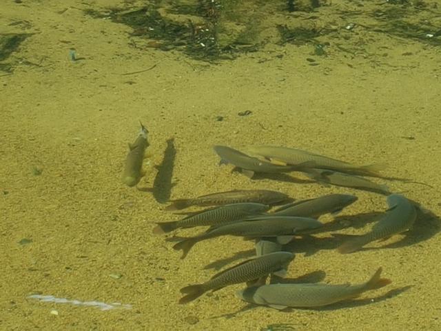 24일 다른 물고기와 어울리는 연어(맨 왼쪽)