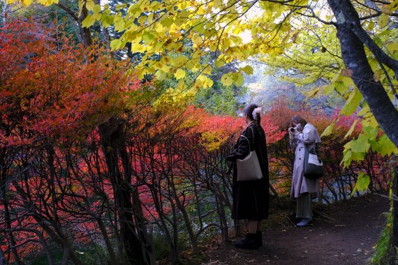 지난 26일 일본 나가노에서 단풍을 즐기는 사람들. AP뉴시스