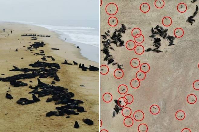 아프리카서 물개 7000마리 떼죽음 미스터리…대부분 태아 상태(사진=오션 컨서베이션 나미비아 제공)