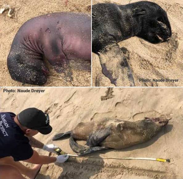 펠리컨 포인트라는 이름의 케이프물개 서식지에서 발견된 물개 사체들의 모습.(사진=나우드 드라이어, 오션 컨서베이션 나미비아/고펀드미)