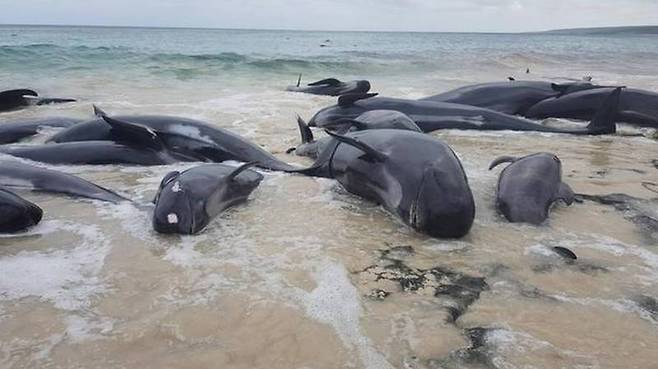 스리랑카 해변서 들쇠고래 100여 마리 좌초…필사의 구조작업