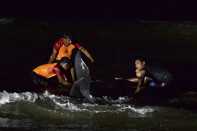 스리랑카 서부 파나두라 해변에서 구조대와 자원봉사자들이 들쇠고래를 구조하는 모습.(사진=AFP 연합뉴스)