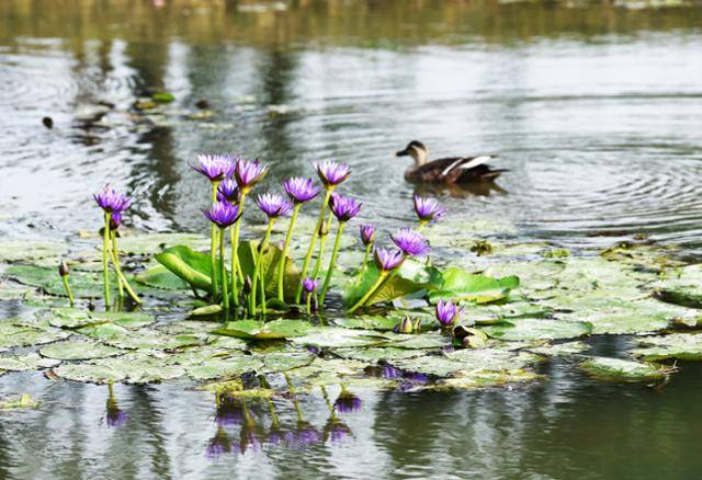 홍련은 졌지만 수련은 아직도 남아 있다. 보라빛 수련 주변에서 청둥오리가 헤엄치고 있다.