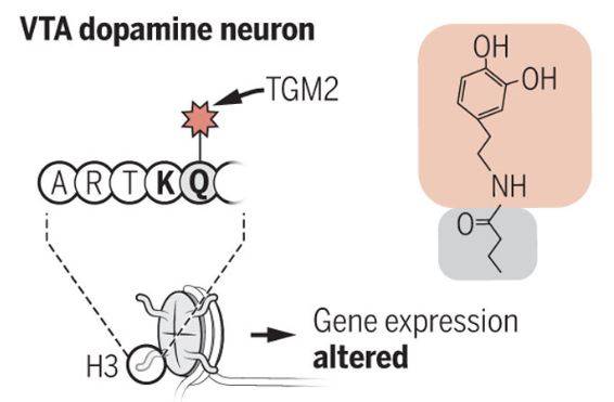 지난 4월 학술지 ‘사이언스’에는 신경전달물질 도파민(별사탕 모양)이 VTA 도파민 뉴런 히스톤의 글루타민(Q)에 달라붙어(효소(TGM2)의 작용으로) 후성유전적 작용으로 코카인 중독 행동을 유발한다는 사실을 밝힌 논문이 실렸다. 오른쪽 그림은 도파민 분자(위)가 글루타민(아래)과 결합한 구조를 보여준다. 사이언스 제공