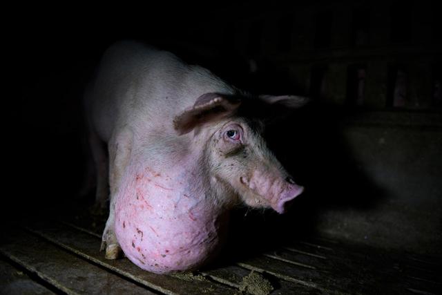 지난해 스페인 중남부 카스티야라만차의 한 돼지 농가에서 제대로 된 관리를 받지 못한 채 고통 속에서 사육되고 있는 돼지의 모습. 트라스 로스 무로스 홈페이지 캡처