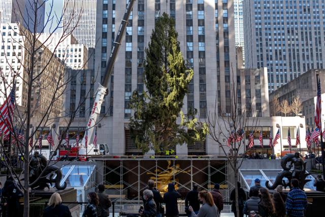 14일 뉴욕 록펠러센터 앞에 오니온타에서 온 약 23m 높이의 대형 노르웨이 가문비 나무가 세워지고 있다. 뉴욕=AP 연합뉴스