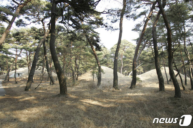 동명왕릉 뒤쪽에 있는 ‘진파리 고분군’. 북한에서는 ‘동명왕릉고분군’이라고 한다. 현재 10여기가 남아 있다. (미디어한국학 제공) 2020.11.21.© 뉴스1