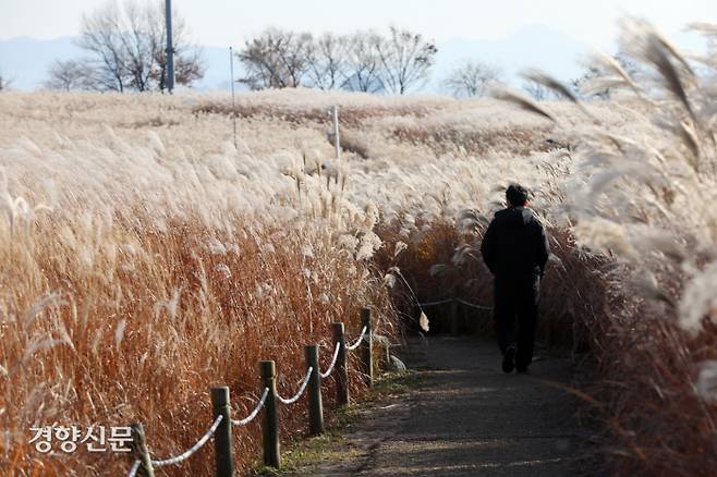 23일 오후 서울 마포구 하늘공원을 찾은 시민들이 억새밭 사이를 걷고 있다.