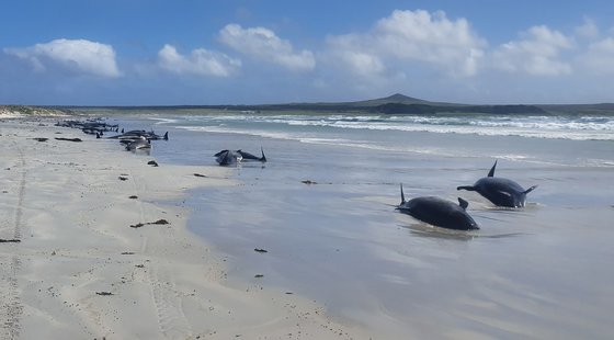 22일(현지시간) 뉴질랜드 채텀 제도의 한 해변에 표류한 고래와 돌고래들이 누워 있다. AFP=연합뉴스