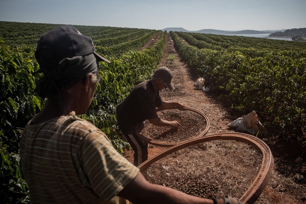 브라질 커피 농장에서 농부들이 생두를 채취하고 있다. 브라질에선 최근 가뭄 현상으로 커피 생산량이 감소하고 있다./블룸버그