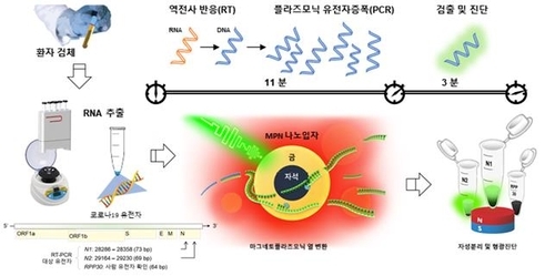 나노PCR 기술을 이용한 코로나19 바이러스 진단 과정 환자 시료에서 추출된 코로나19 바이러스 RNA는 나노PCR을 통해 역전사 및 유전자증폭, 검출과정을 거쳐 최종 코로나19 감염 여부를 진단하게 된다. 빠른 유전자증폭 및 검출을 위해 마그네토-플라스모닉 나노입자(MPN)를 사용해 기존 RT-PCR의 온도변화 사이클을 고속으로 구현하고, 이후 자기장에 의해 MPN이 스스로 분리돼 증폭된 유전물질의 형광신호가 검출되게 했다. [IBS 제공. 재판매 및 DB 금지]