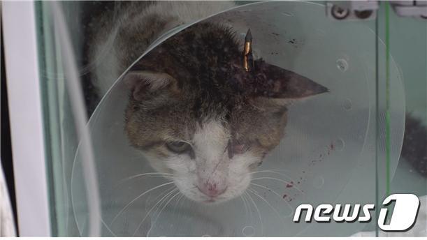 동물자유연대가 구조 한 머리에 화살을 맞은 길고양이. © 뉴스1 DB