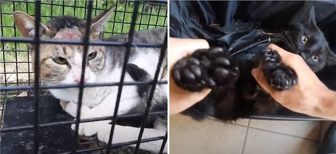 한 유튜브 채널이 고양이를 포획해 괴롭히고 학대하는 영상을 버젓이 게시해 논란이 일고 있다. 유튜브 영상 갈무리