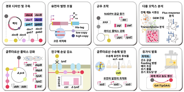 이상엽 KAIST 생명화학공학과 교수 연구팀은 세계에서 가장 농도가 높은 글루타르산을 만들어내는 미생물 균주를 개발했다. 위는 고농도의 글루타르산 생성능을 가지는 코리네박테리움 글루타미쿰의 제작을 위한 시스템 대사공학 전략 포도당으로부터 글루타르산을 생산하는 코리네박테리움 글루타미쿰 균주 개발에 사용된 전략들을 모식화한 그림. 이상엽 KAIST 생명화학공학과 교수 제공