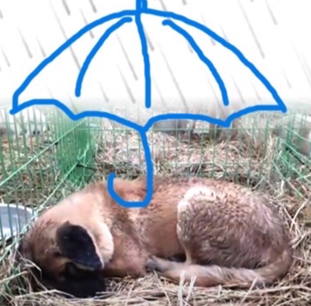 비가 많이 온 날, 비를 맞고 축 늘어져 있던 계양산 시민 보호소의 한 아이. 우산이 되어줬으면 하는 바람으로 봉사자 중 누군가 그렸다./사진=롯데목장 개살리기 시민모임