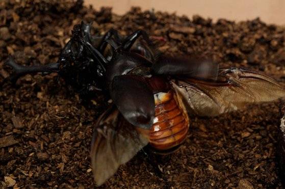 장수풍뎅이가 날개를 펼친 모습. 왕준열 기자