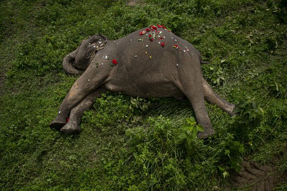 지난 9월 인도 고하티 외곽의 한 동물 보호구역에서 코끼리 2마리가 오랜 굶주림으로 먹이를 찾아나섰다가 감전사했다. 현지인들은 꽃잎을 뿌려 코끼리의 죽음을 애도했다. [AP=연합뉴스]