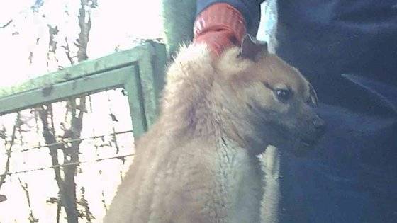 남양주시의 한 개농장 주인이 강아지의 목덜미를 잡고 이동하고 있다. 세이브코리안독스 제공